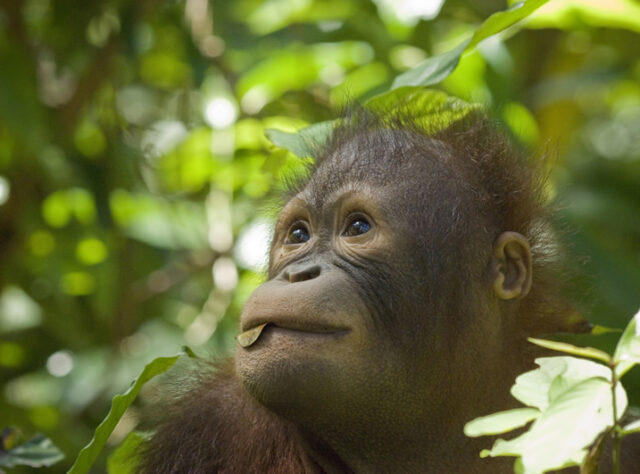 Rainforest Habitat Saved For Orang Utans World Land Trust