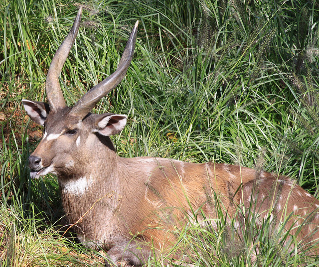 Sitatunga: Species In World Land Trust Reserves