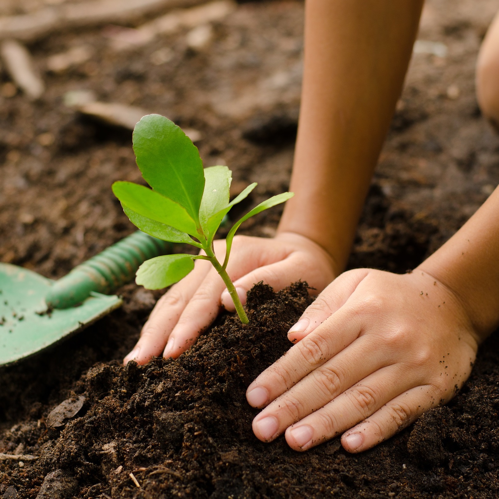 Plant A Tree World Land Trust