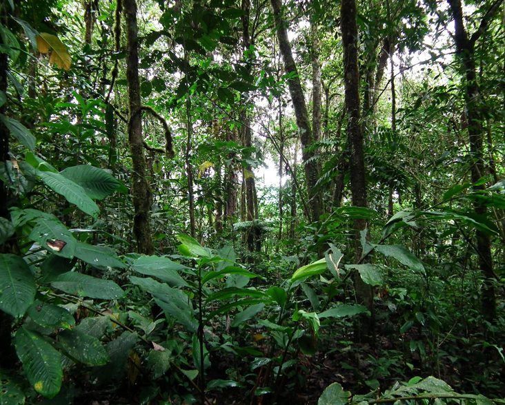 podocarpus - World Land Trust