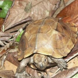 Reptiles - World Land Trust