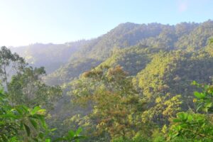 Montane Forest In Ecuador World Land Trust