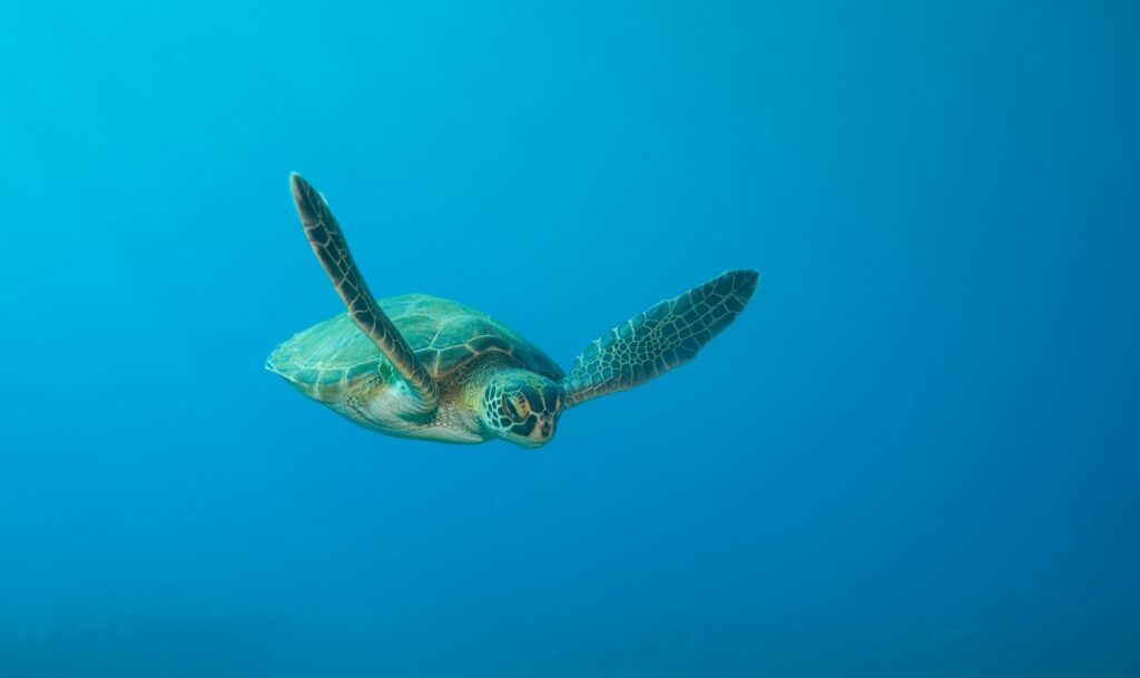 Green Sea Turtle: Species in World Land Trust reserves