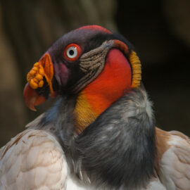 Birds on World Land Trust reserves around the world