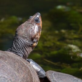 Reptiles - World Land Trust