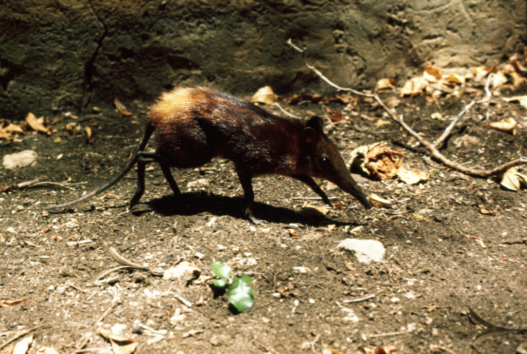 Golden-rumped Elephant Shrew - World Land Trust