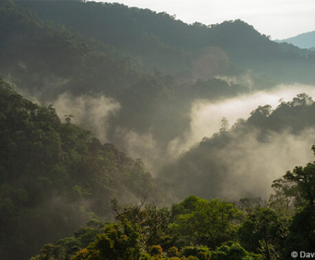 The Trees of Vietnam's Tropical Forests - World Land Trust