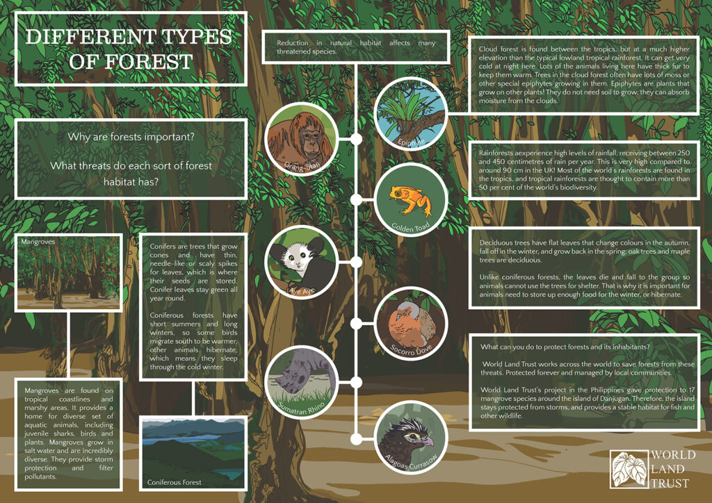 Different Types of Forest - World Land Trust