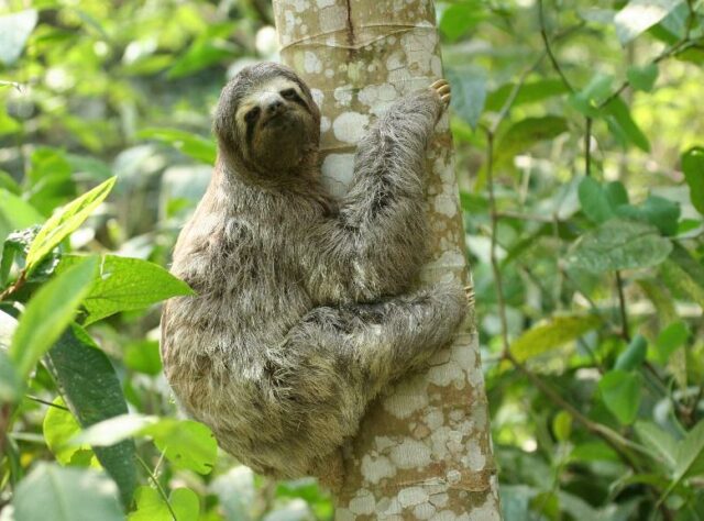 Brown-throated Sloths Thrive at REGUA - World Land Trust