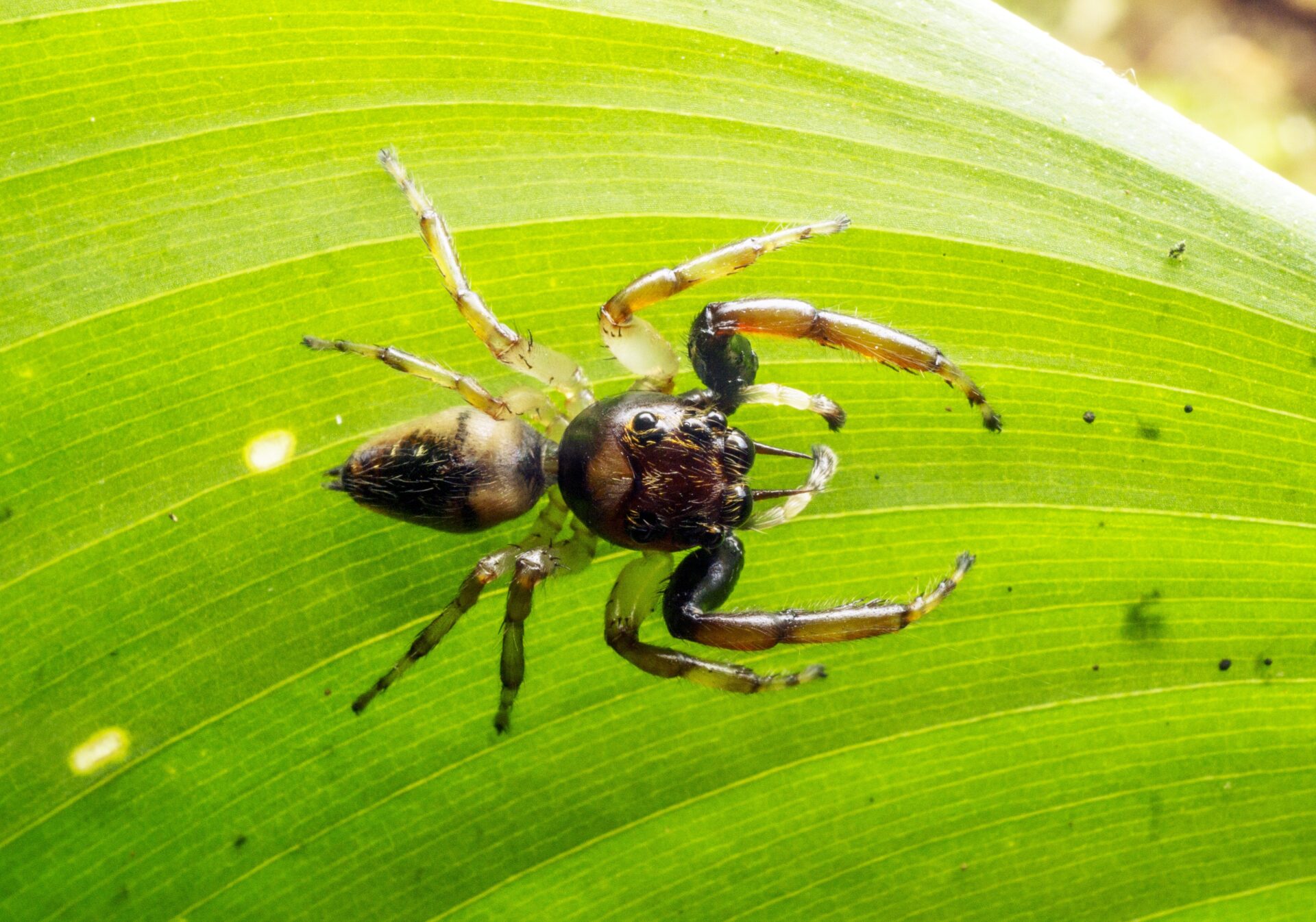 Four new spider species found in Colombia's biodiversity hotspot