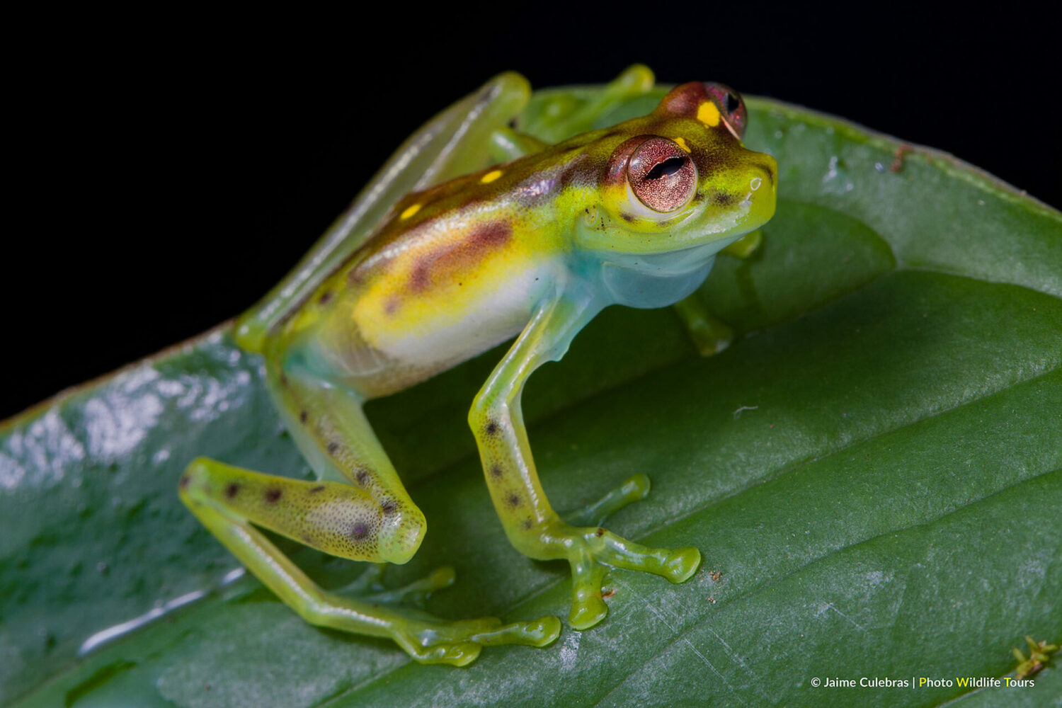 The World’s Prettiest Glass Frog Rediscovered at Manduriacu Reserve