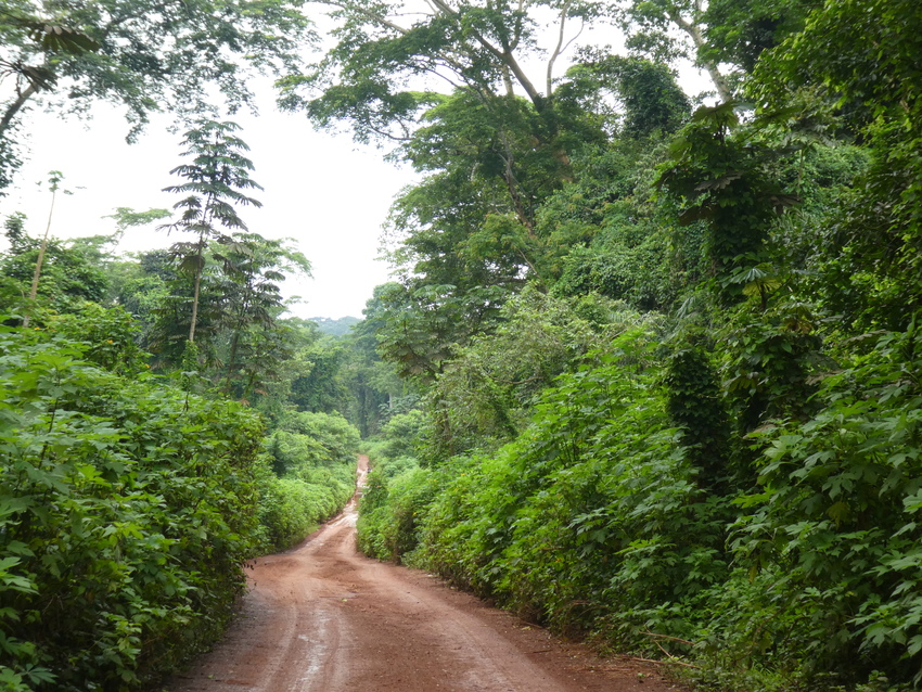 Giant Ground Pangolin World Land Trust