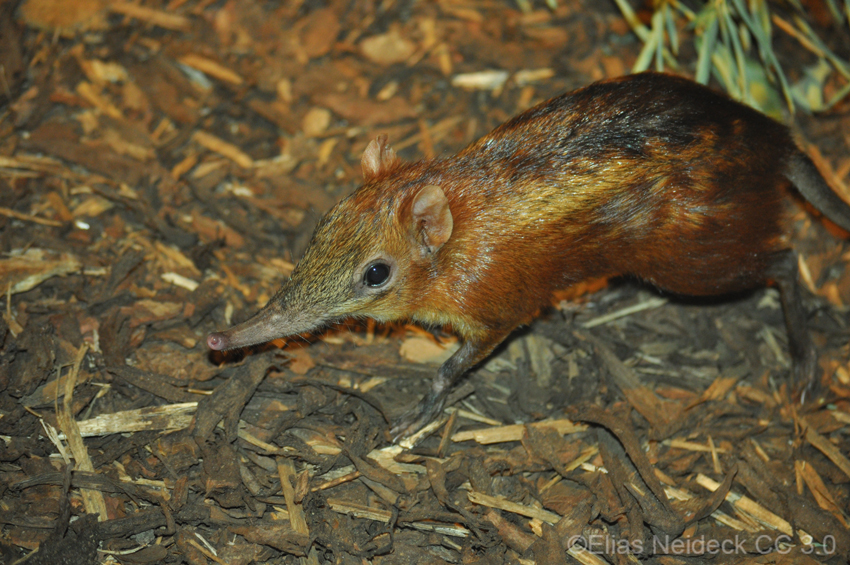 Chequered Elephant Shrew