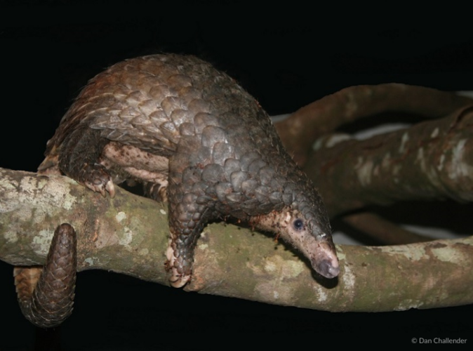 Discovering the Sunda Pangolin: Incredible facts of a species you can