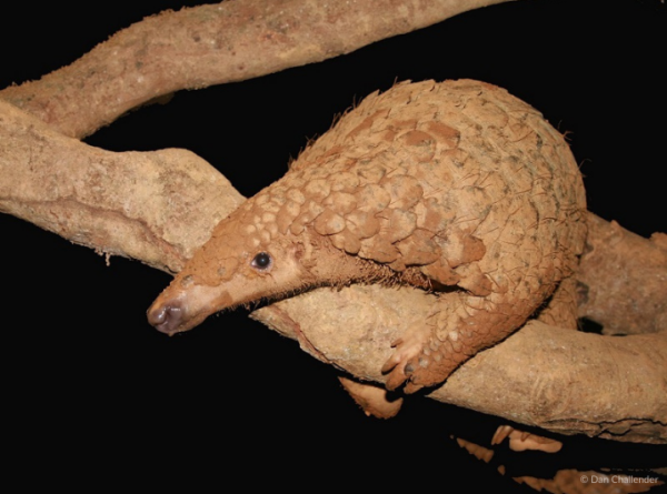 Discovering the Sunda Pangolin: Incredible facts of a species you can