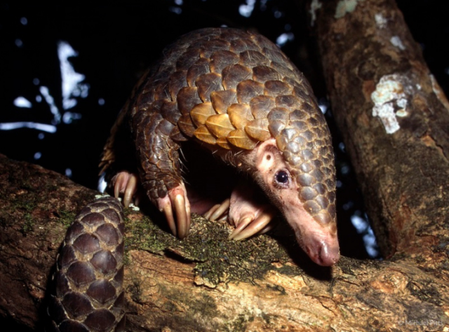 Discovering the Sunda Pangolin: Incredible facts of a species you can