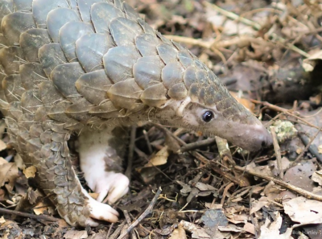 Discovering the Sunda Pangolin: Incredible facts of a species you can