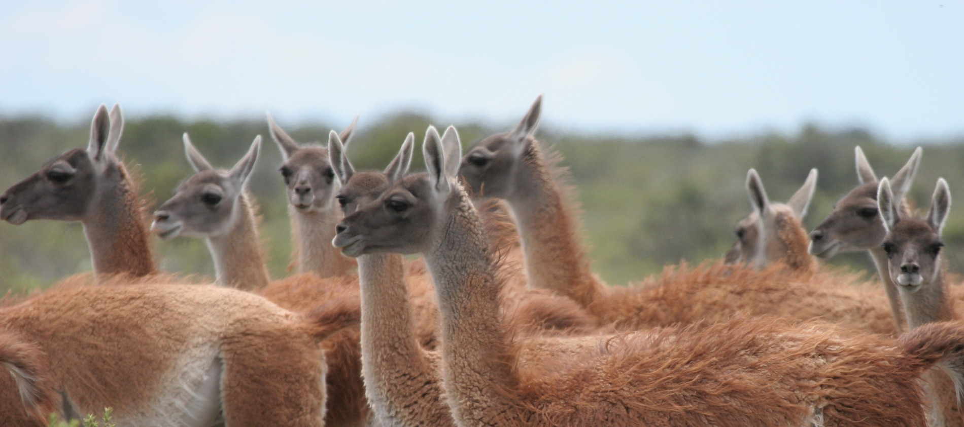 Guanacos-lee-dingain - World Land Trust