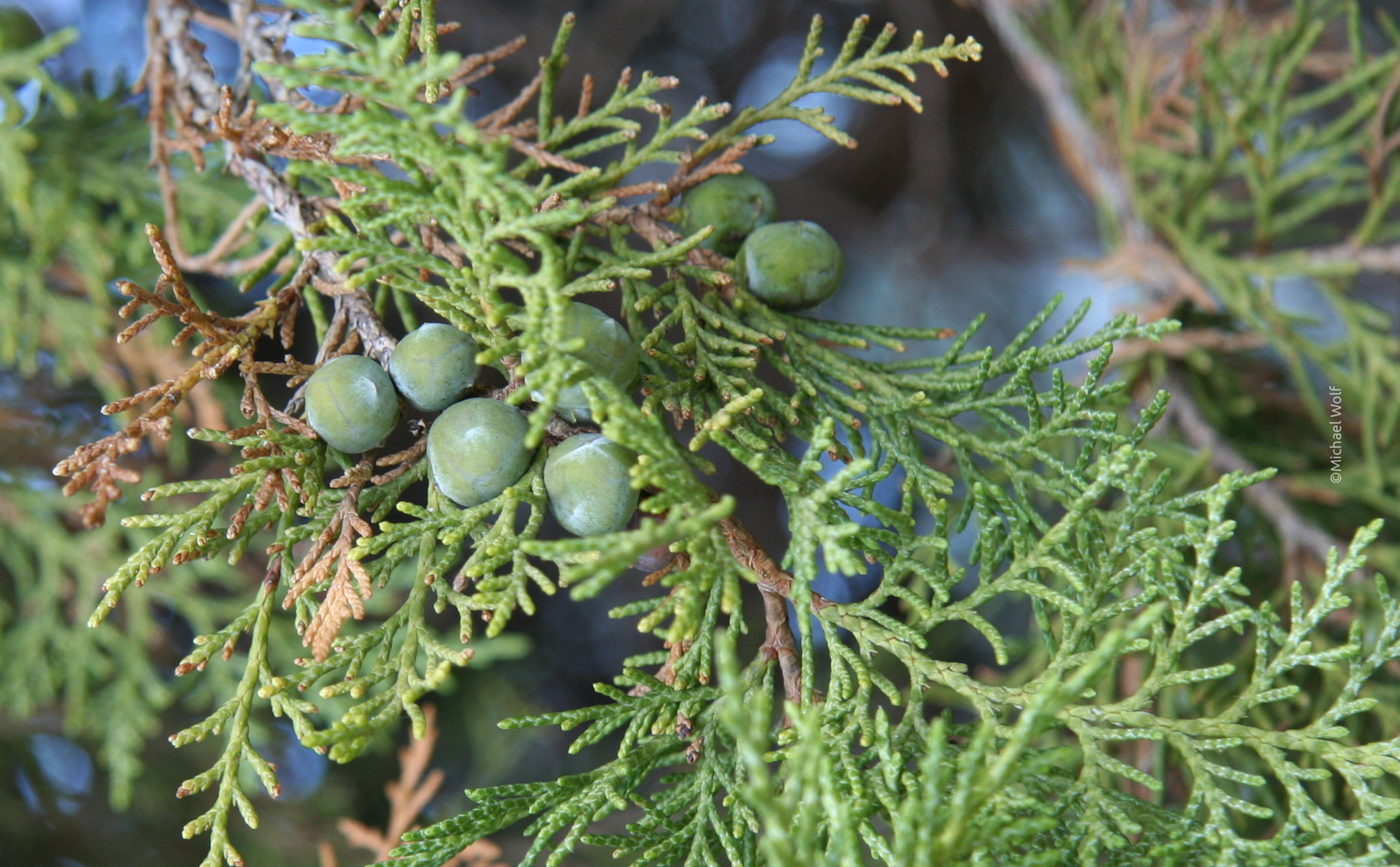 Juniperus_polycarpos - World Land Trust