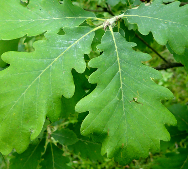 Caucasian Oak (Quercus macranthera)