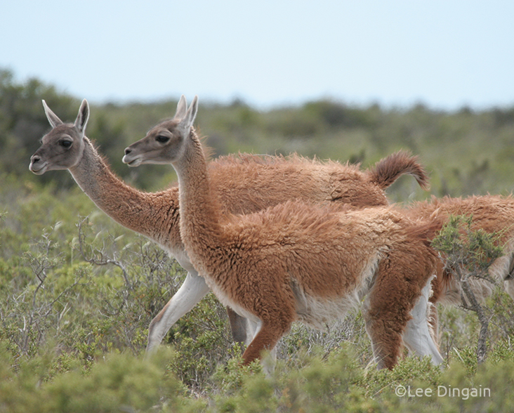 guanacos - World Land Trust