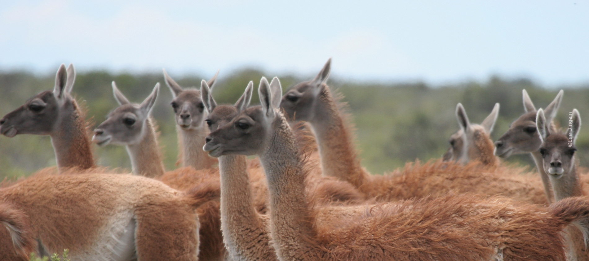 Guanacos-patagonia-lee-dingain - World Land Trust