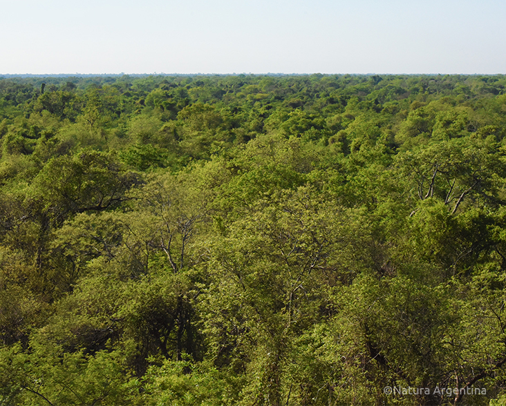 Santa Victoria Este Chaco Provincial Reserve World Land Trust