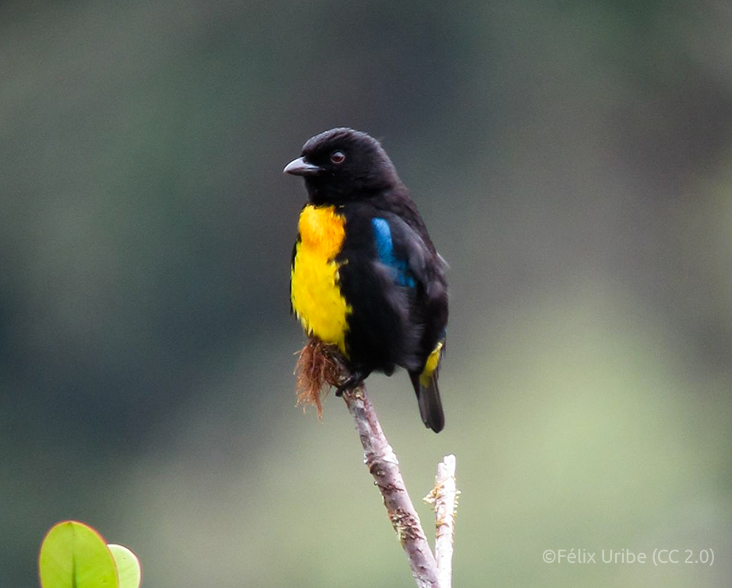 Black-and-gold Tanager (Bangsia melanochlamys)