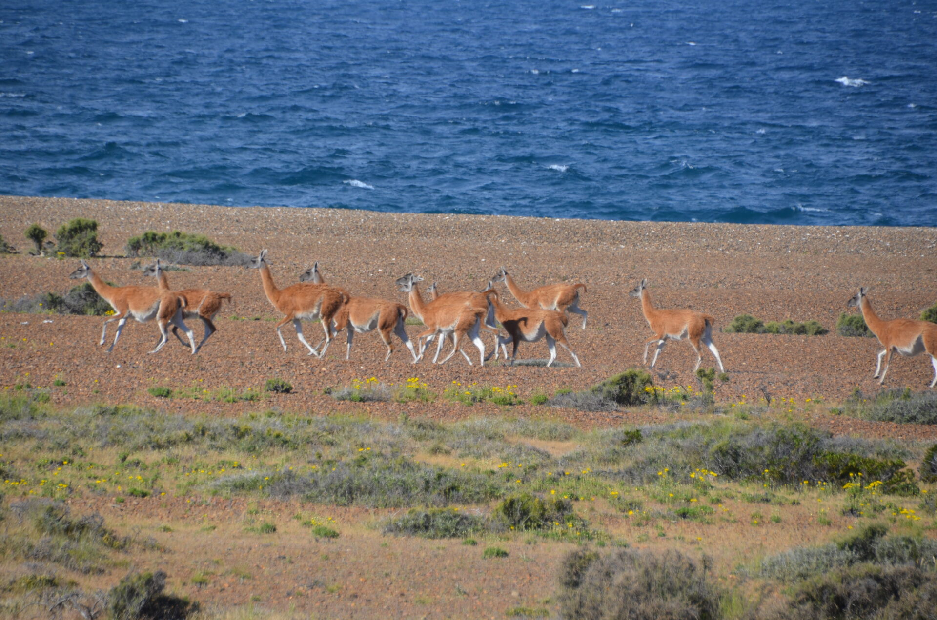 Guanacos in Patagonia - World Land Trust