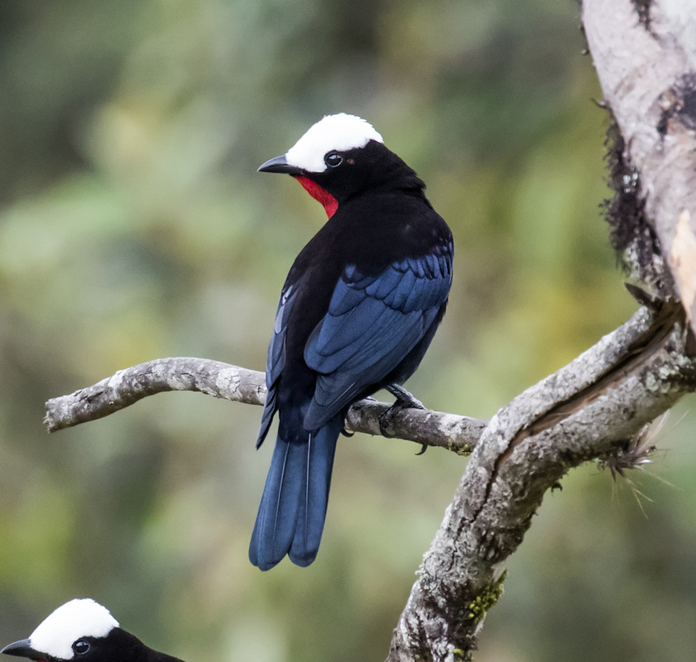 White-capped-Tanager-featured - World Land Trust